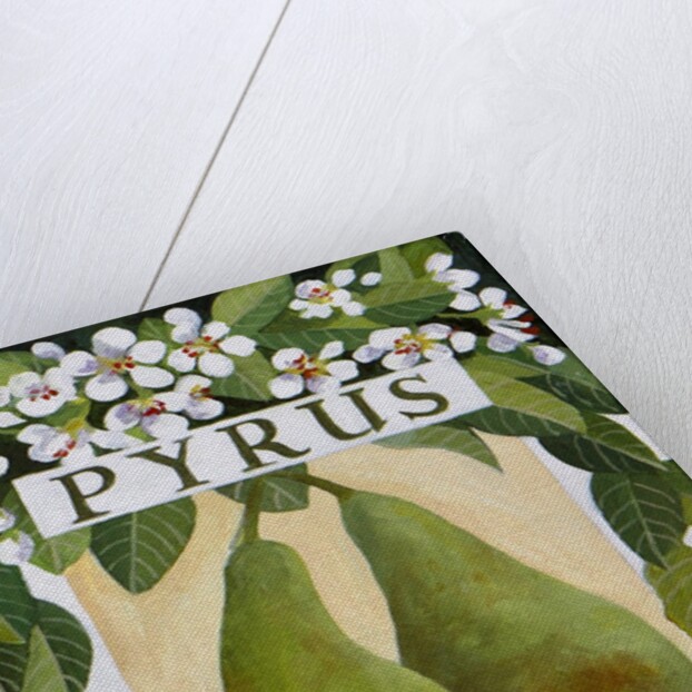Pyrus, 2014 by Jennifer Abbott