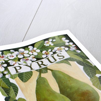 Pyrus, 2014 by Jennifer Abbott