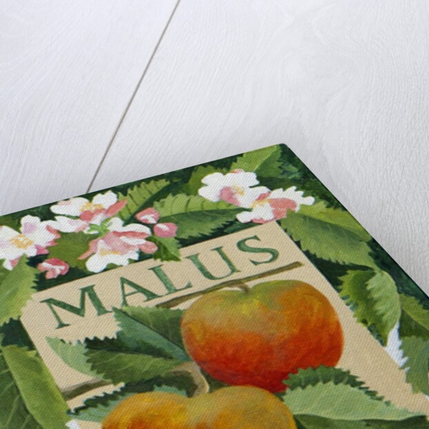 Malus, 2014 by Jennifer Abbott