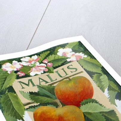 Malus, 2014 by Jennifer Abbott