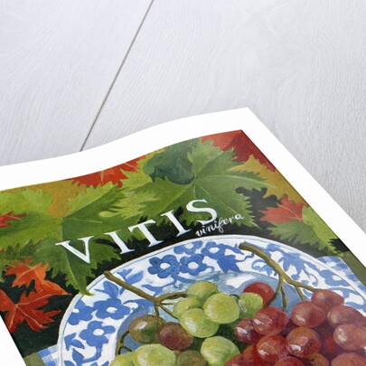 Vitus, 2014 by Jennifer Abbott