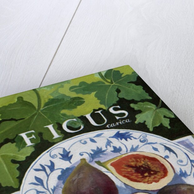 Fieus, 2014 by Jennifer Abbott