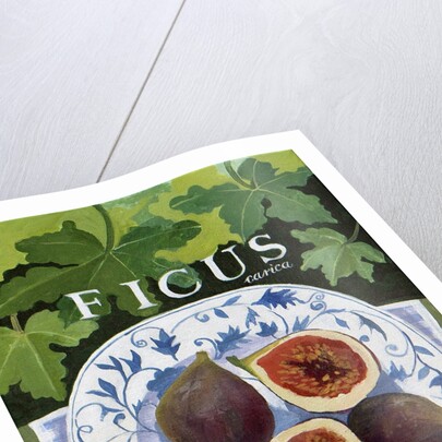 Fieus, 2014 by Jennifer Abbott