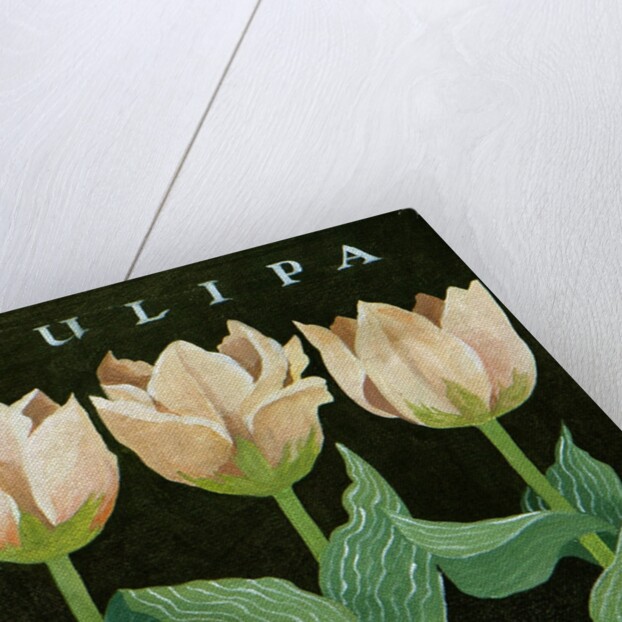 Tulips, 2013 by Jennifer Abbott