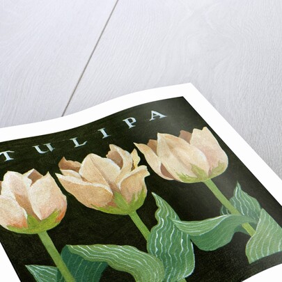 Tulips, 2013 by Jennifer Abbott