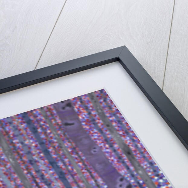 Klimt's Forest, 2010 by David Newton