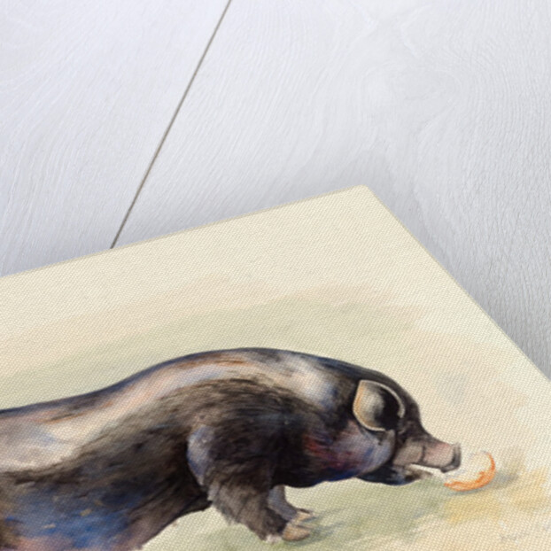Italian Black Pig , 2014 by Alison Cooper