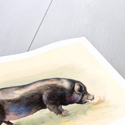 Italian Black Pig , 2014 by Alison Cooper