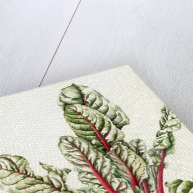 Rhubarb Chard, 1992 by Alison Cooper