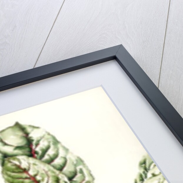 Rhubarb Chard, 1992 by Alison Cooper