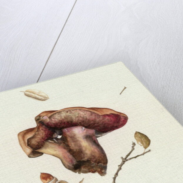 Fungus, 2003 by Alison Cooper