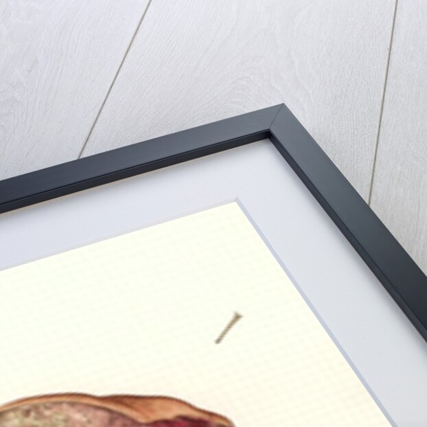 Fungus, 2003 by Alison Cooper