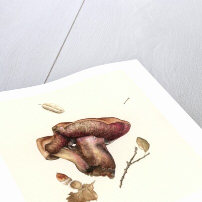 Fungus, 2003 by Alison Cooper