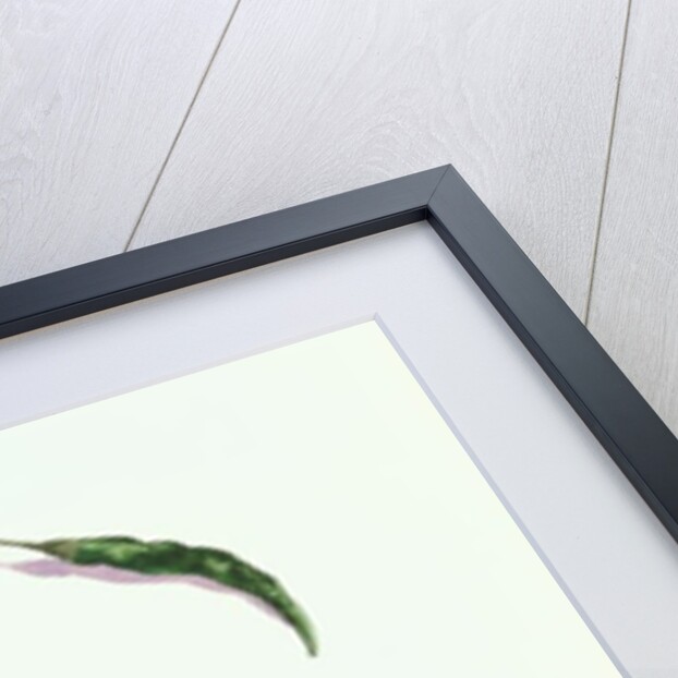 Chillies and Peppers, 2005 by Alison Cooper