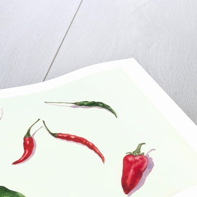 Chillies and Peppers, 2005 by Alison Cooper