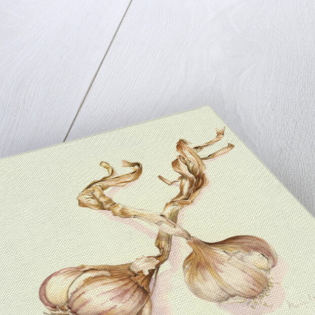 Garlic bulbs, 2005 by Alison Cooper