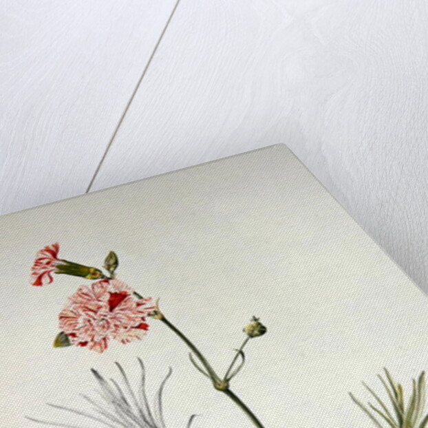 Old Variety of Dianthus, 1997 by Alison Cooper