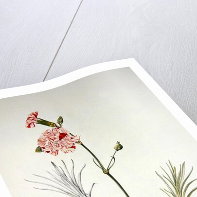 Old Variety of Dianthus, 1997 by Alison Cooper