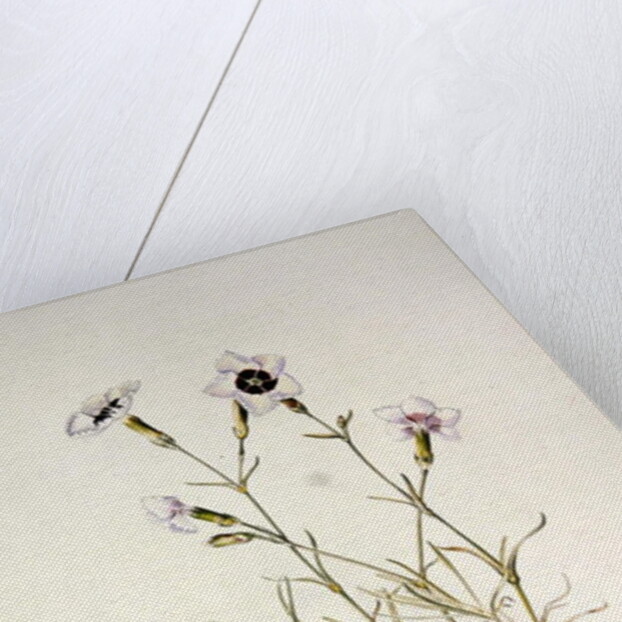 Dianthus 'Argus', 1997 by Alison Cooper