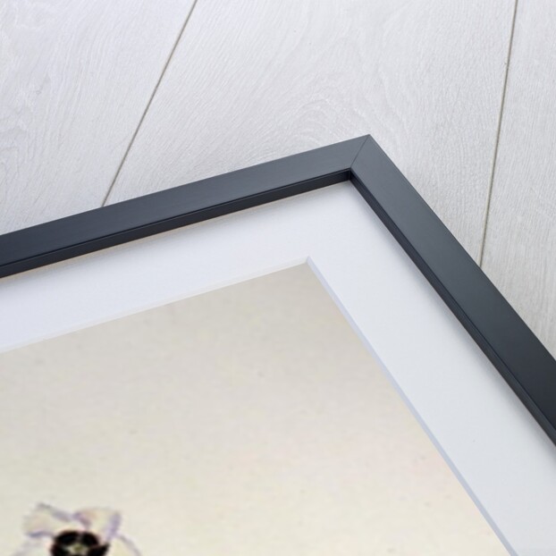 Dianthus 'Argus', 1997 by Alison Cooper