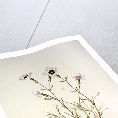 Dianthus 'Argus', 1997 by Alison Cooper