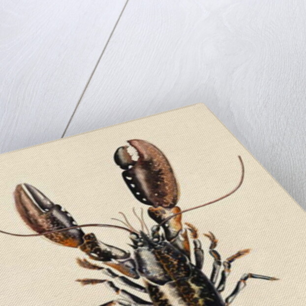 Lobster from Solva, 2014 by Alison Cooper