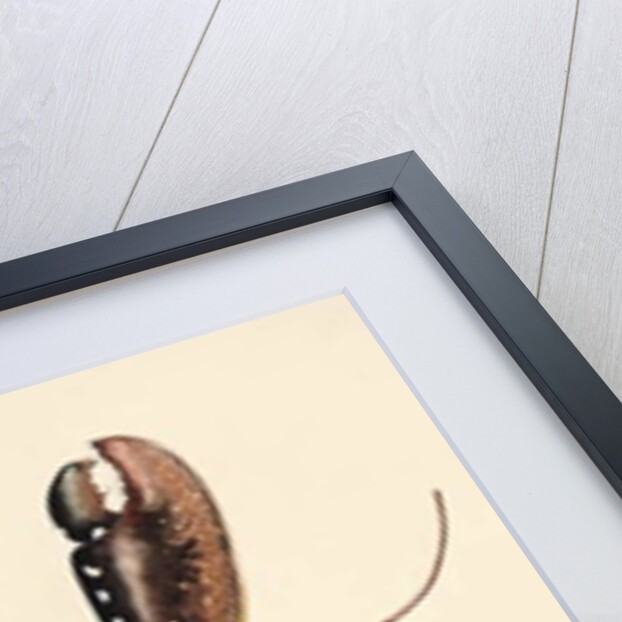 Lobster from Solva, 2014 by Alison Cooper