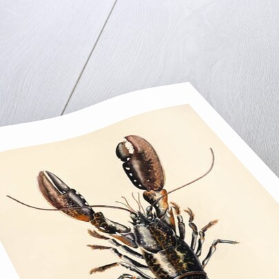 Lobster from Solva, 2014 by Alison Cooper