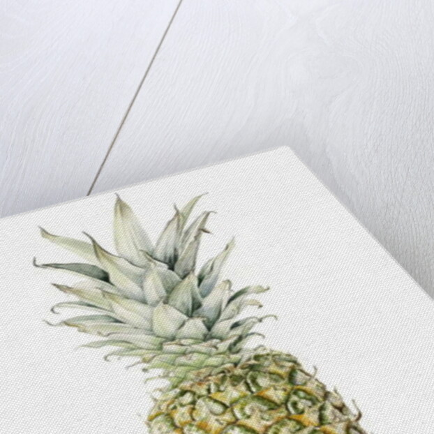 Ripe Pineapple, watercolour by Alison Cooper