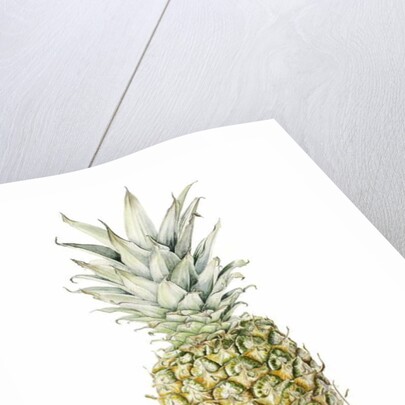 Ripe Pineapple, watercolour by Alison Cooper