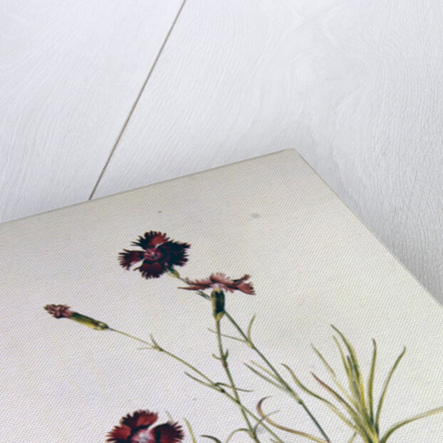 Dianthus Caesar's Mantle, 1997 by Alison Cooper