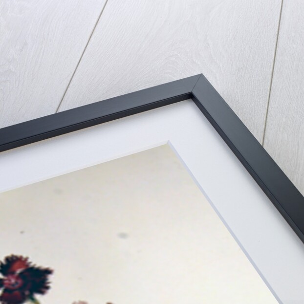 Dianthus Caesar's Mantle, 1997 by Alison Cooper