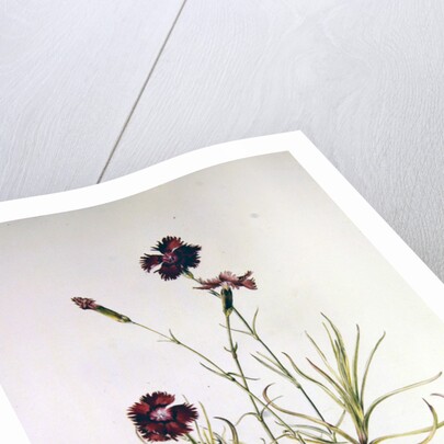 Dianthus Caesar's Mantle, 1997 by Alison Cooper