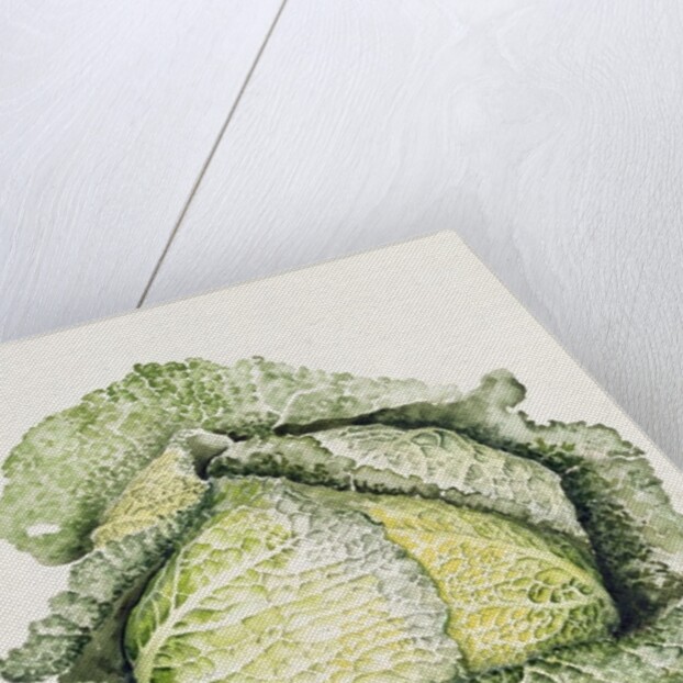 Savoy Cabbage, 1992 by Alison Cooper