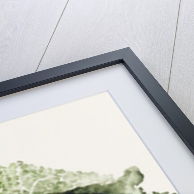 Savoy Cabbage, 1992 by Alison Cooper