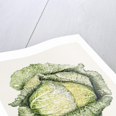Savoy Cabbage, 1992 by Alison Cooper