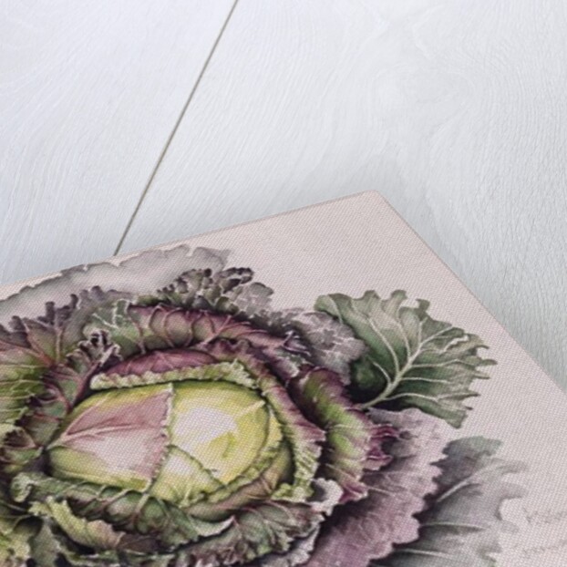 January King Cabbage, 1992 by Alison Cooper