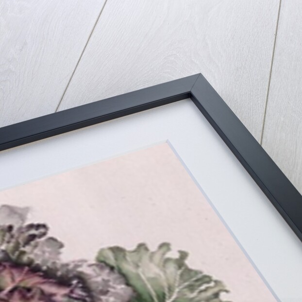 January King Cabbage, 1992 by Alison Cooper