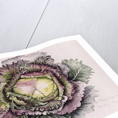 January King Cabbage, 1992 by Alison Cooper