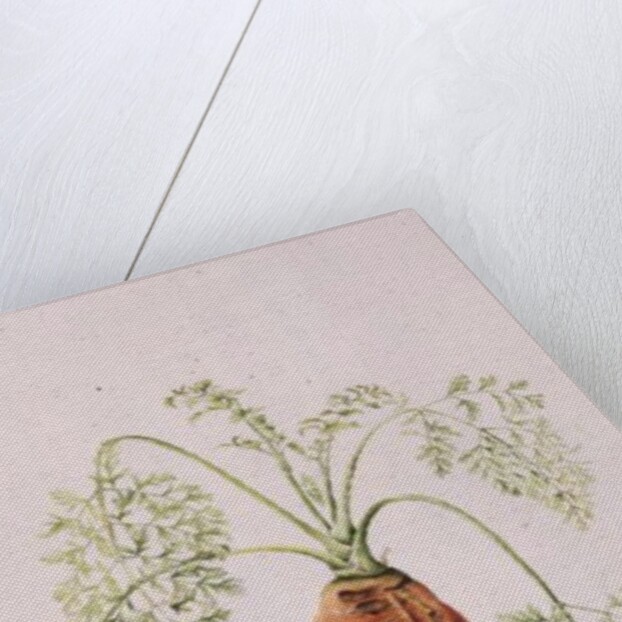 Carrot from my Garden, 1994 by Alison Cooper