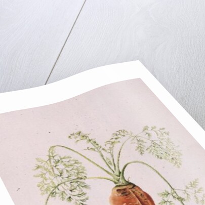 Carrot from my Garden, 1994 by Alison Cooper