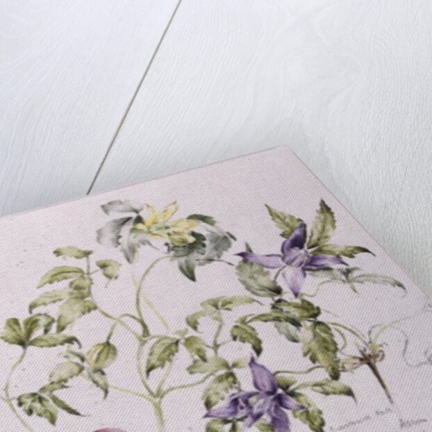 The Macropetalas, 1991 by Alison Cooper