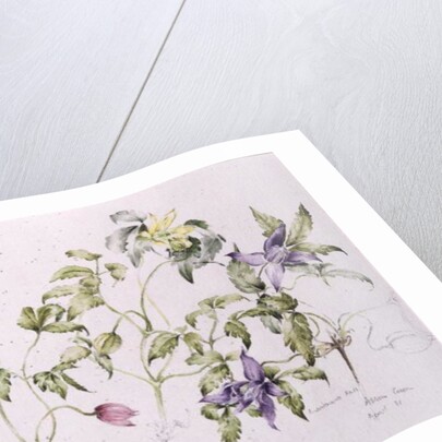 The Macropetalas, 1991 by Alison Cooper