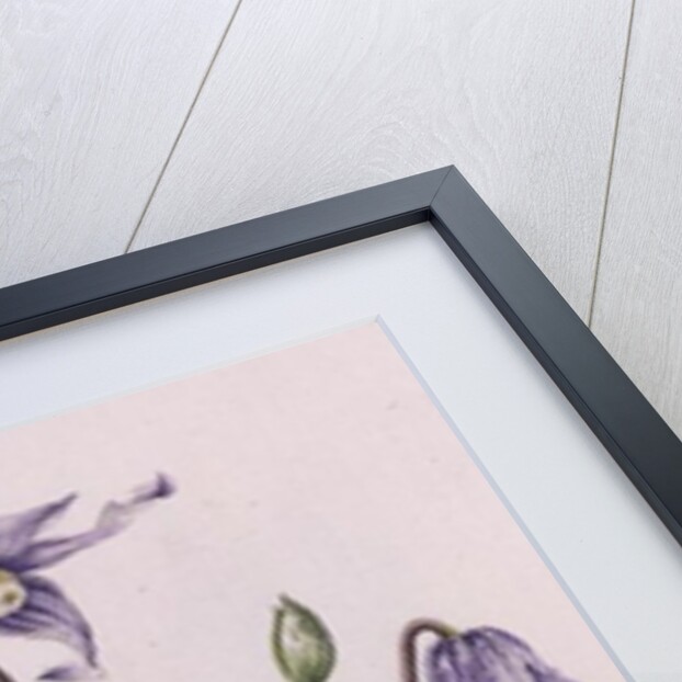 Clematis Integrifolia by Alison Cooper