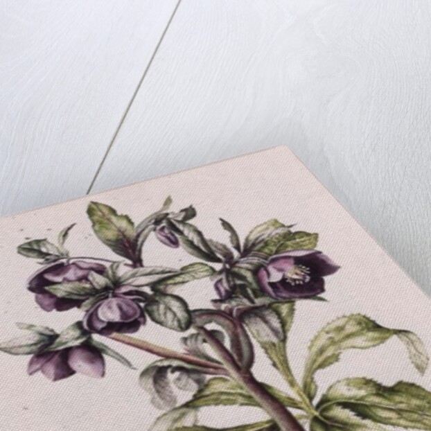 Helleborus Orientalis from Helen Ballard by Alison Cooper