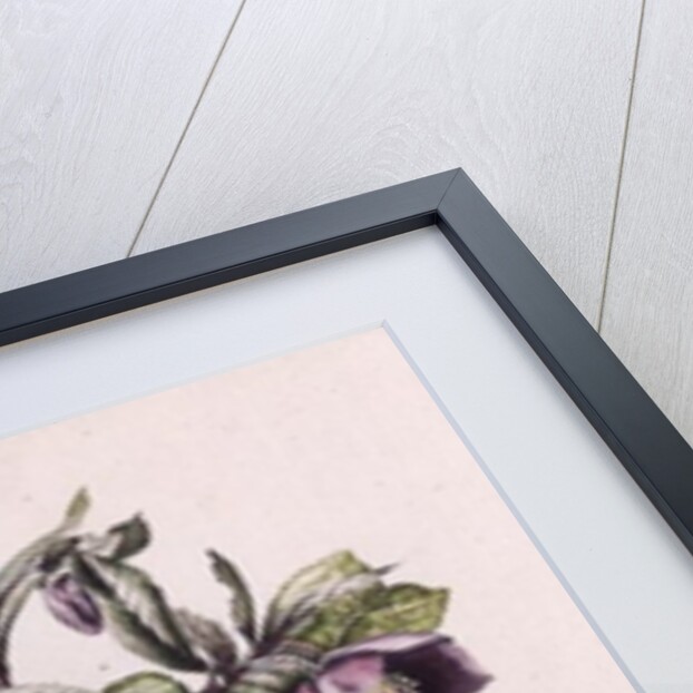 Helleborus Orientalis from Helen Ballard by Alison Cooper