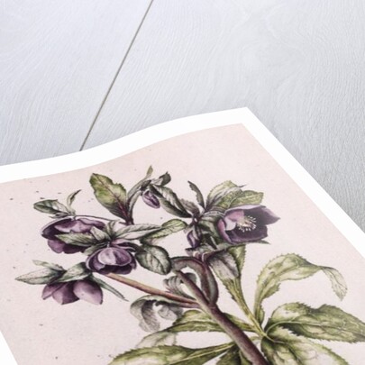 Helleborus Orientalis from Helen Ballard by Alison Cooper