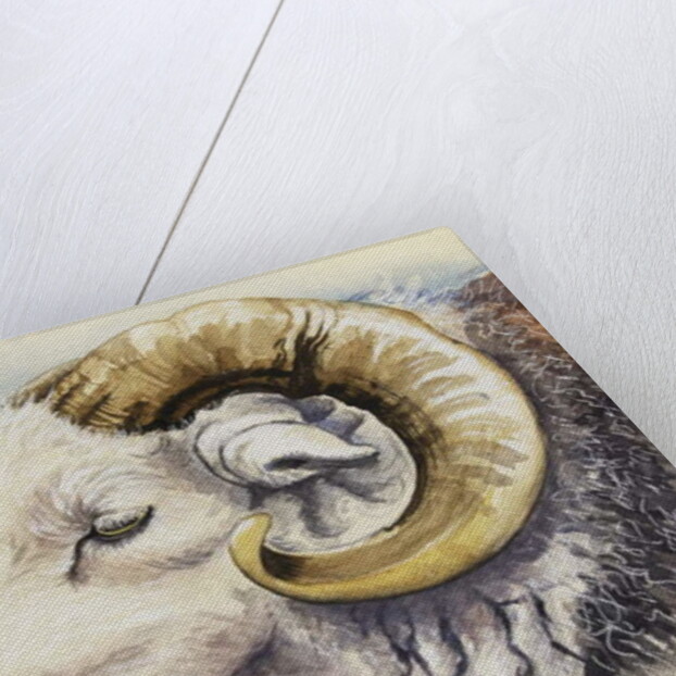 A Herdwick Ram, 2018 by Alison Cooper