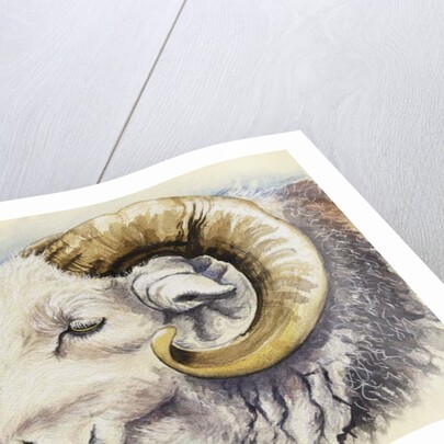 A Herdwick Ram, 2018 by Alison Cooper
