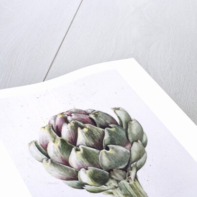 Artichoke Study, 1993 by Alison Cooper